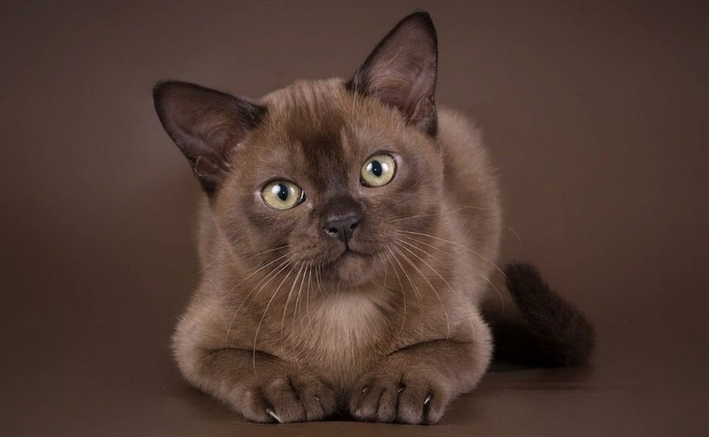 Gato burmés