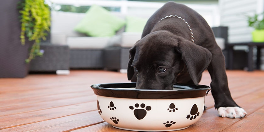 Alimento Best Dinner para perros