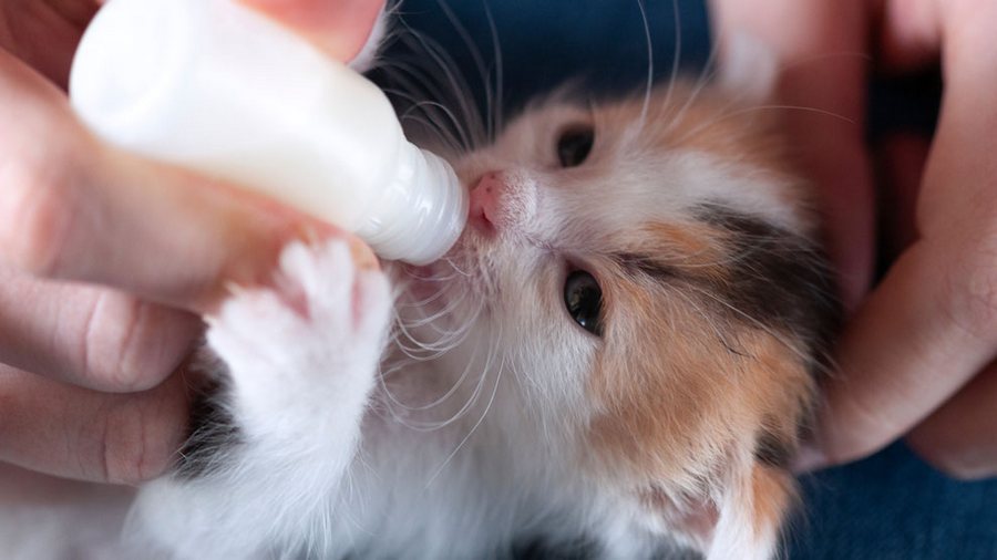 El gatito come del biberón