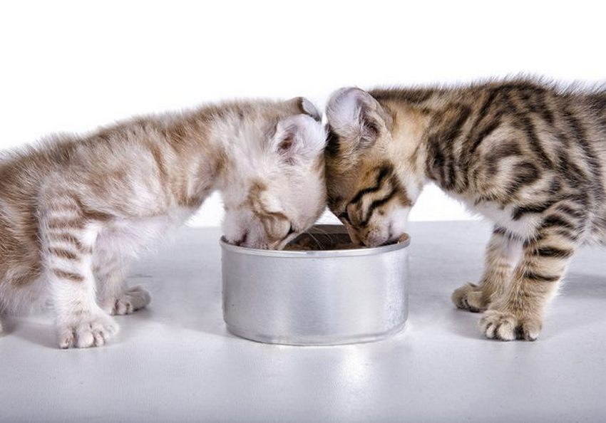 Dos gatitos comiendo de un cuenco