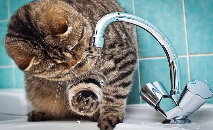 El gato prueba el agua con la pata