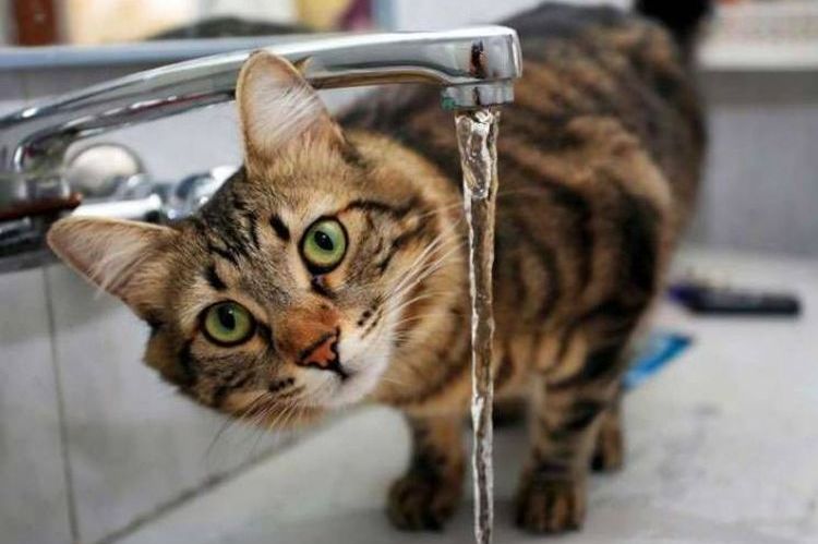 El gato no bebe