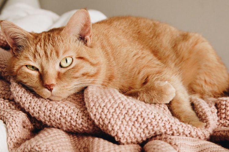 Gato rojo tumbado