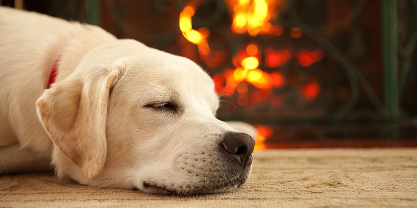 Gato Bayún para perros