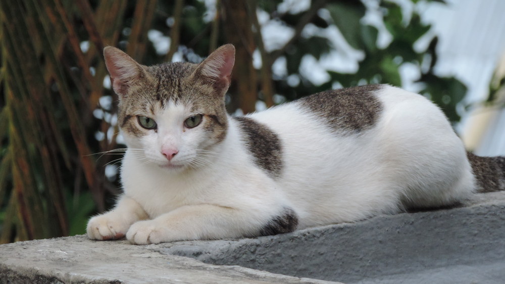 Gato Egeo