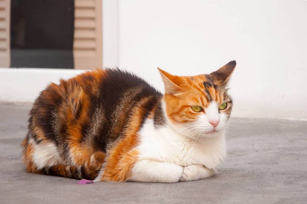 Gato tricolor egeo