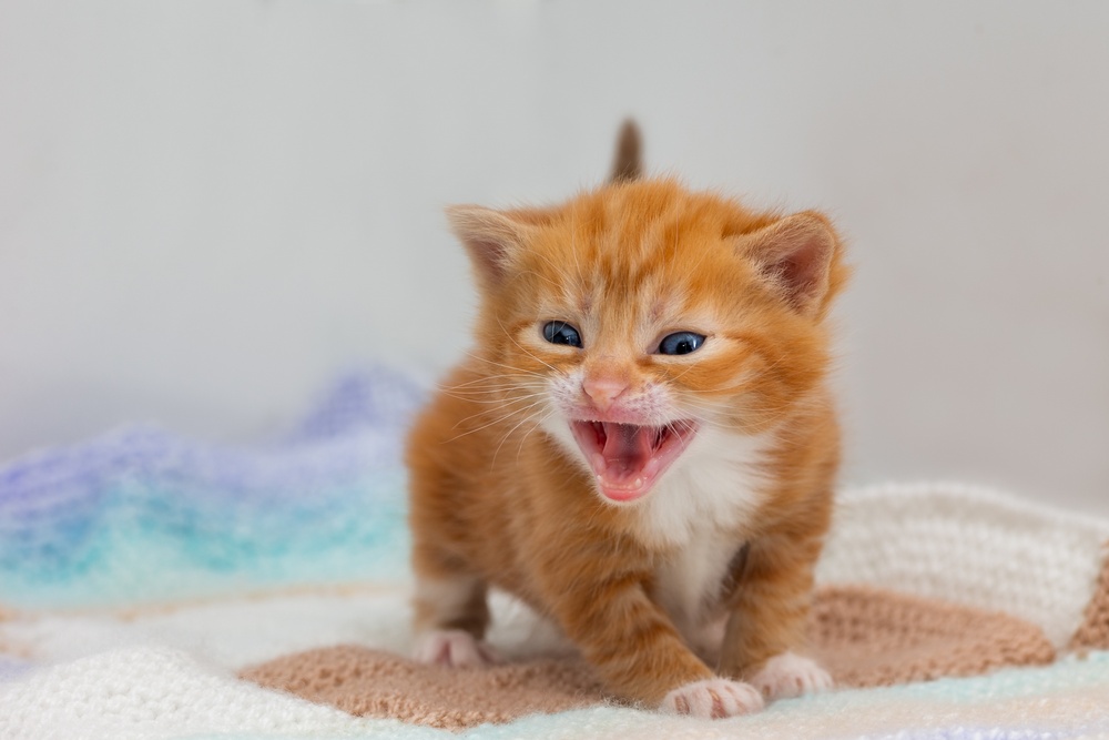 Gatito pelirrojo