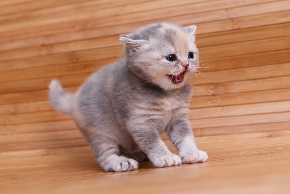 Gatito