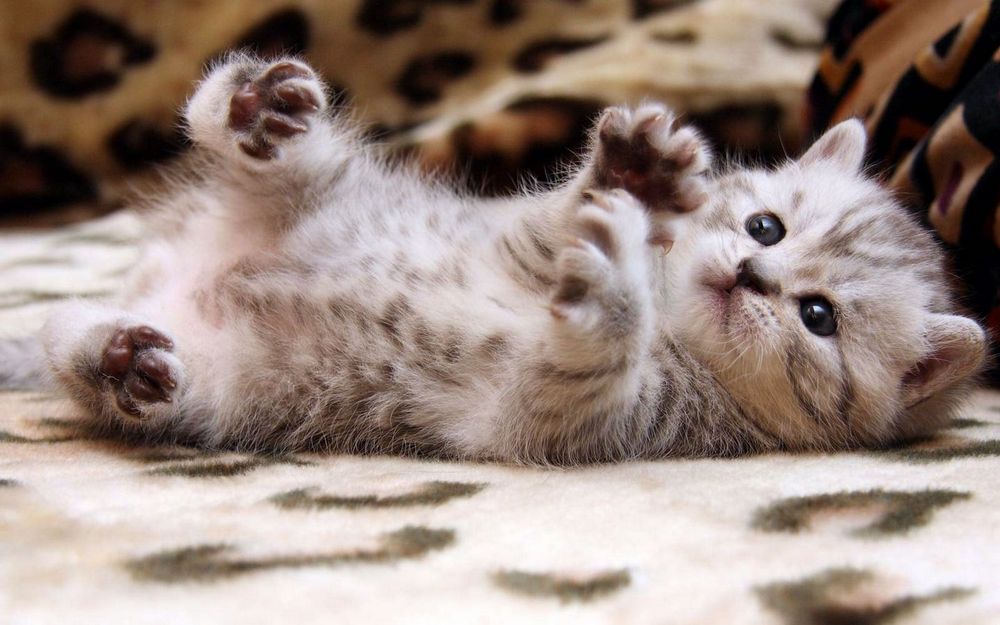 Gatito rayado