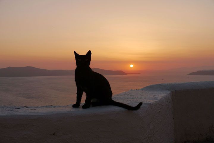 El gato y el atardecer