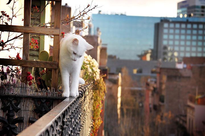 Gato en el balcón