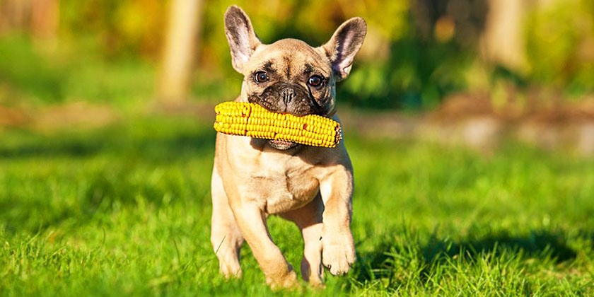 ¿Se les puede dar maíz a los perros?