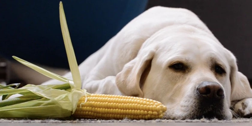 Labrador y maíz