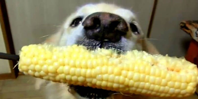 Perro comiendo maíz