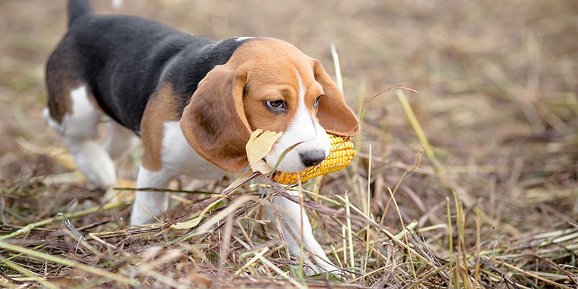 Beagle con maíz