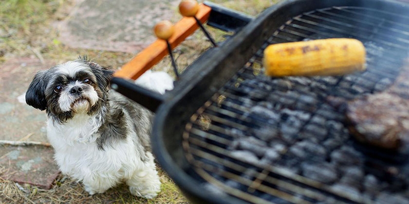 Perro cerca de la barbacoa