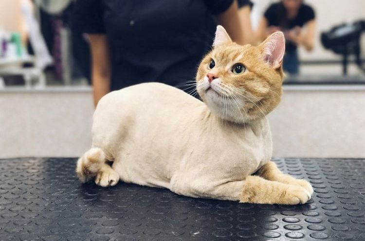 Gato anaranjado después del corte