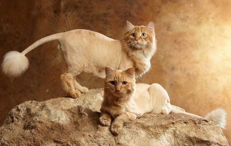 Gato rojo rapado como un león
