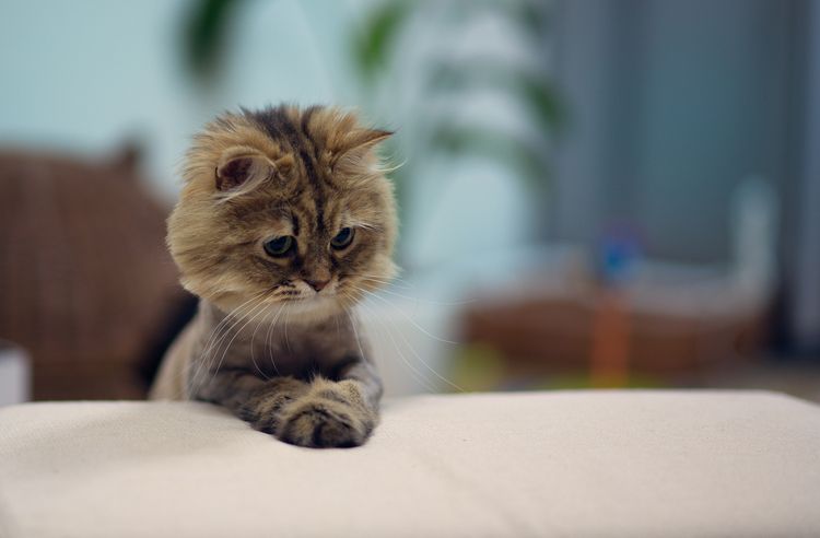 ¿Se puede cortar el pelo a los gatos?