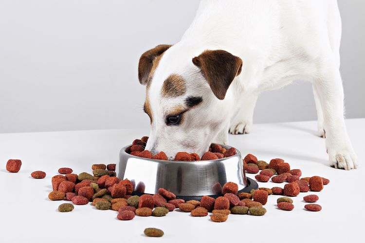 El perro come alimento seco del cuenco