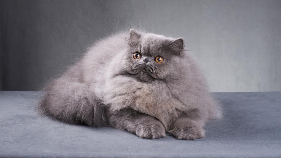 Gato persa