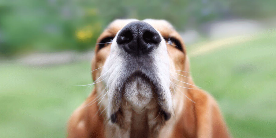 El olfato en el perro