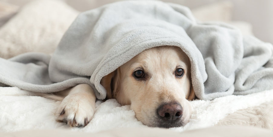 Qué hacer si el perro estornuda