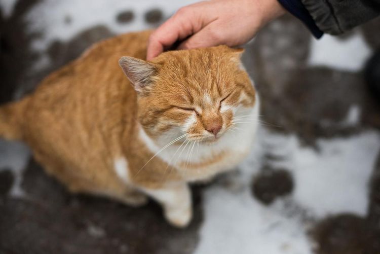 Acarician a un gato naranja