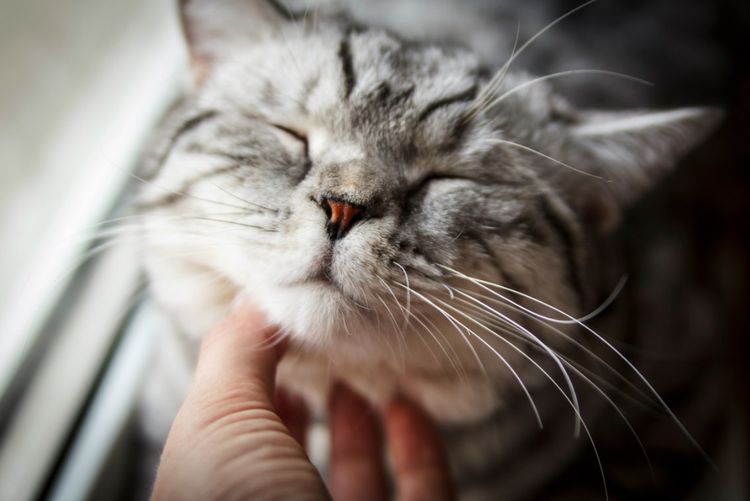 Al gato le rascan debajo del cuello