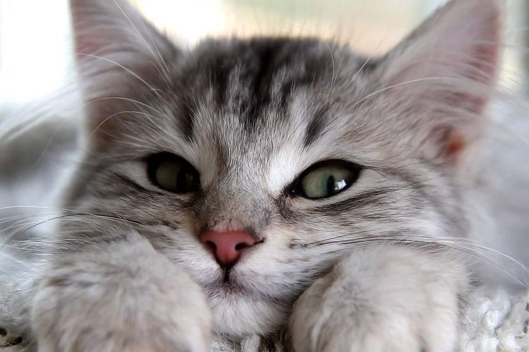 El gato ronronea