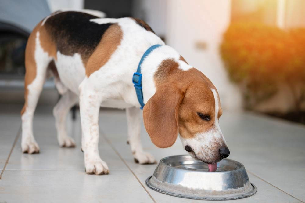 Flüssigkeitsbedarf bei Hunden