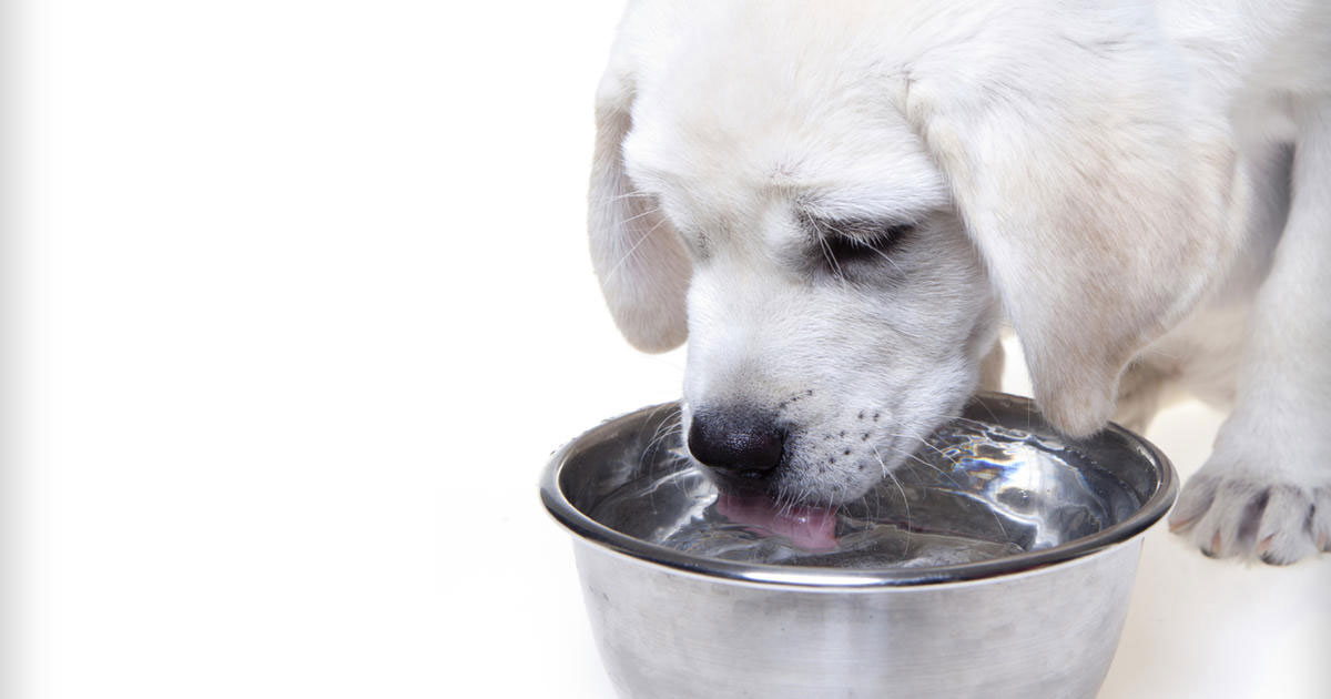 Wie viel Wasser sollte ein Welpe und ein erwachsener Hund trinken?