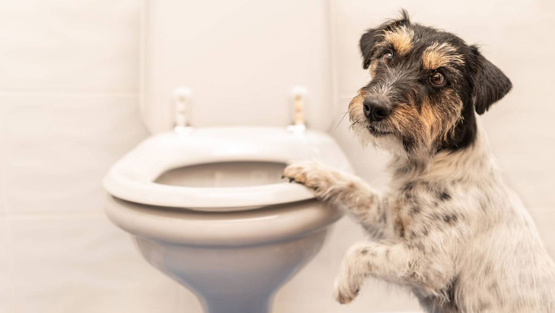 El perro bebe agua no de su cuenco, ¿qué hacer?