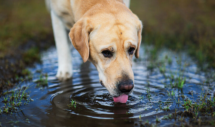 Warum trinkt der Hund kein Wasser aus dem Napf?