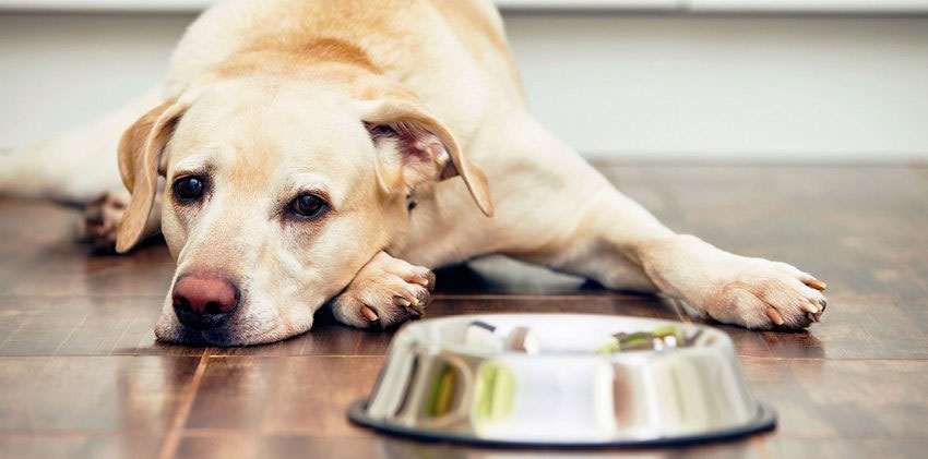 Warum verweigert der Hund Wasser (mögliche Gründe)