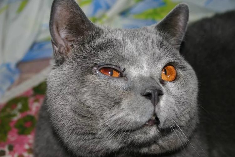 Lagrimeo en los ojos del gato