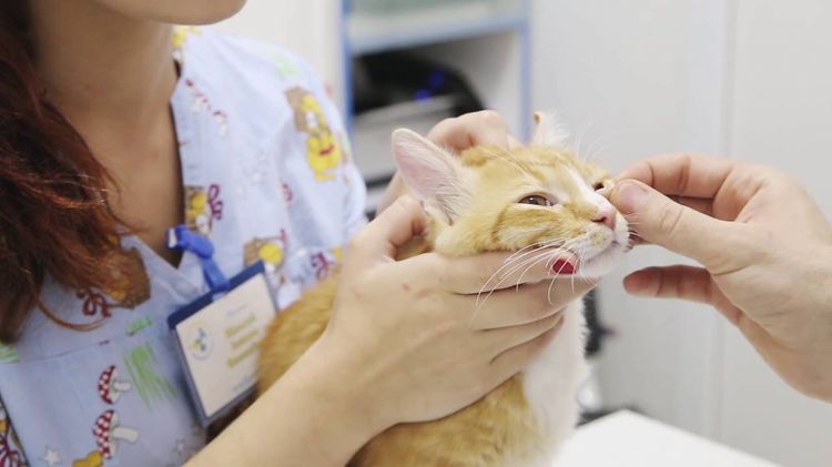 Diagnóstico ocular para el gato