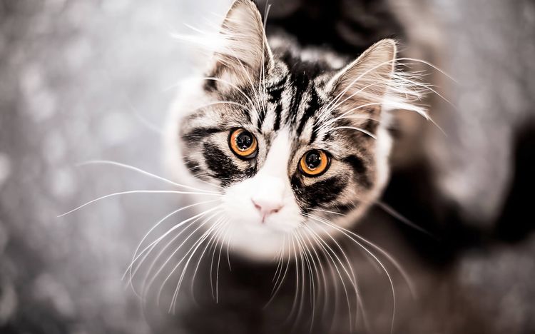 Al gato le lloran los ojos