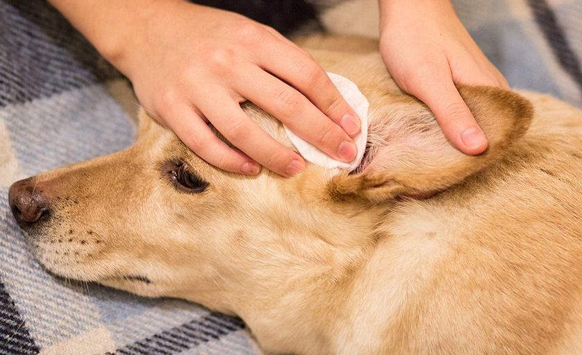 Limpieza de oídos del perro