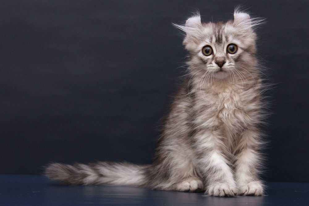 American Curl de pelo largo