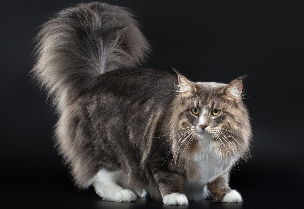 Gato de raza Bosque de Noruega