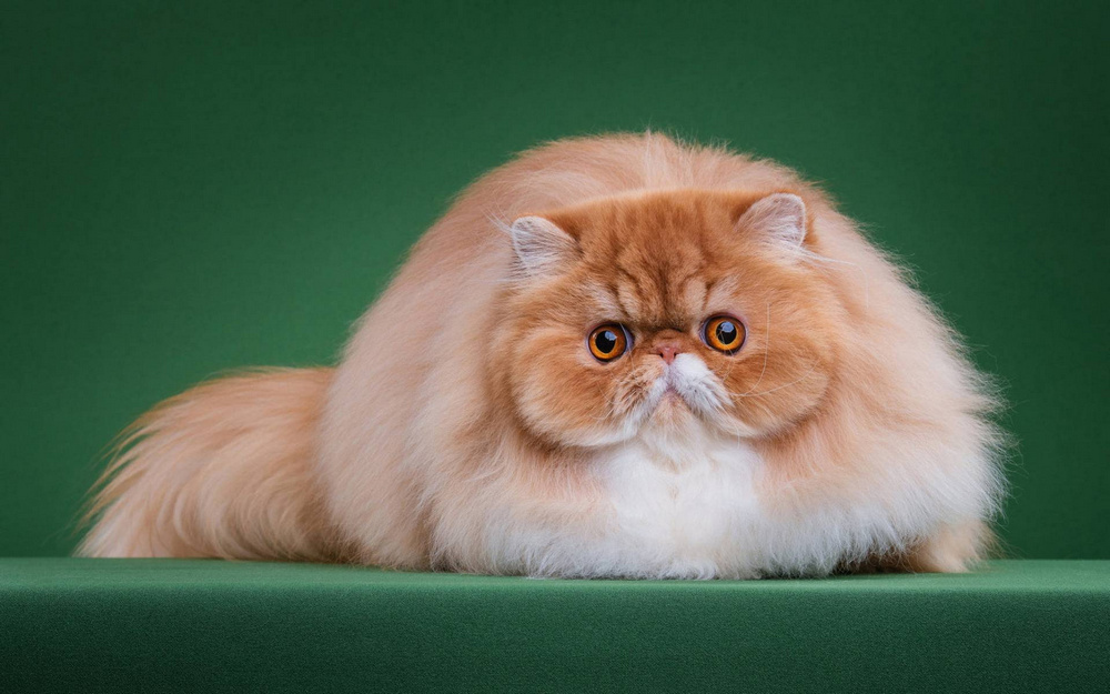 Gato de raza persa