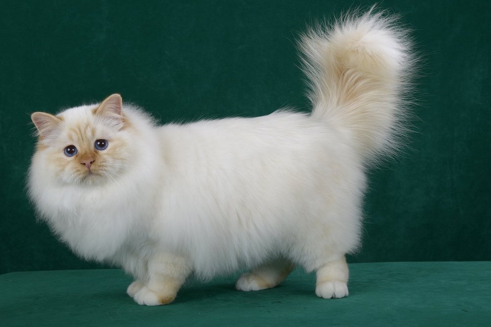 Gato de raza Ragamuffin