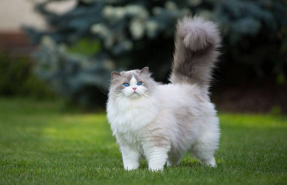 Gato de raza Ragdoll