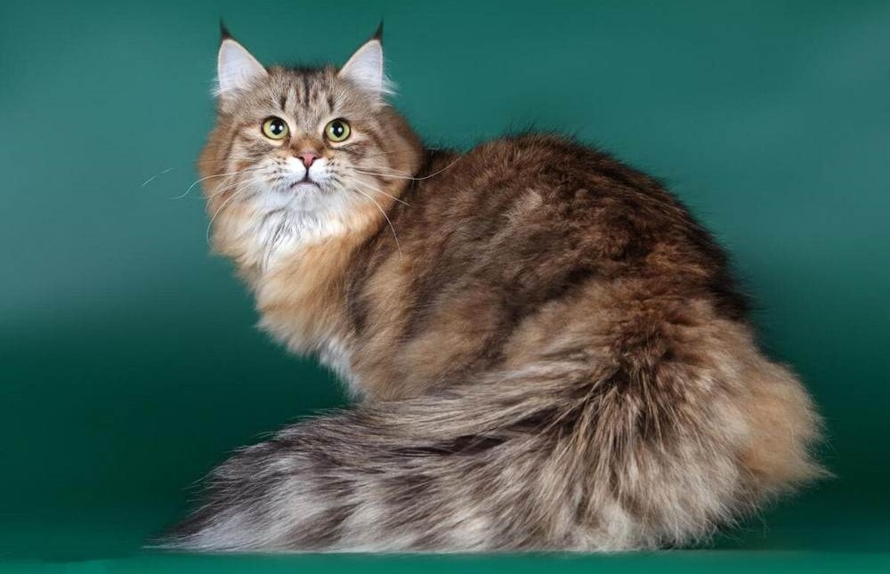 Gato siberiano