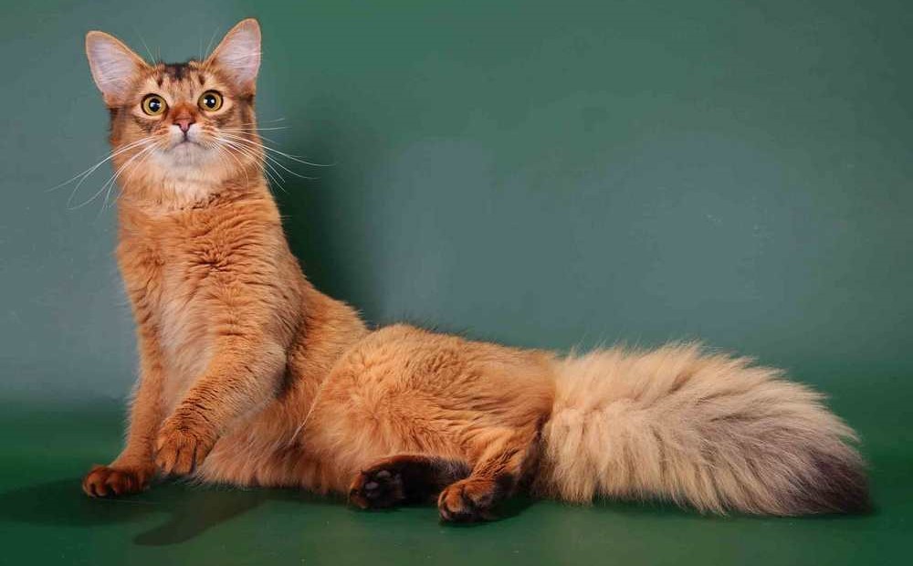 Gato de raza somalí