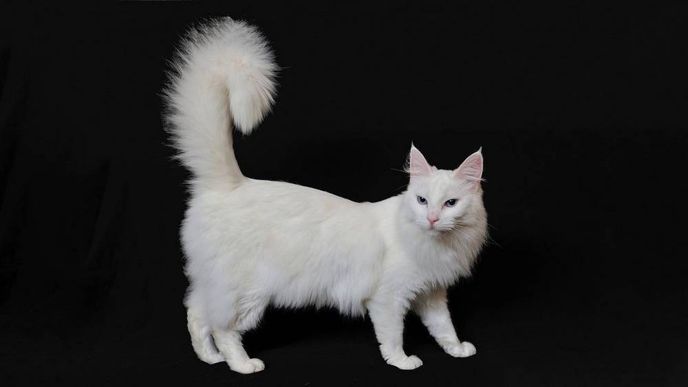 Angora Turco