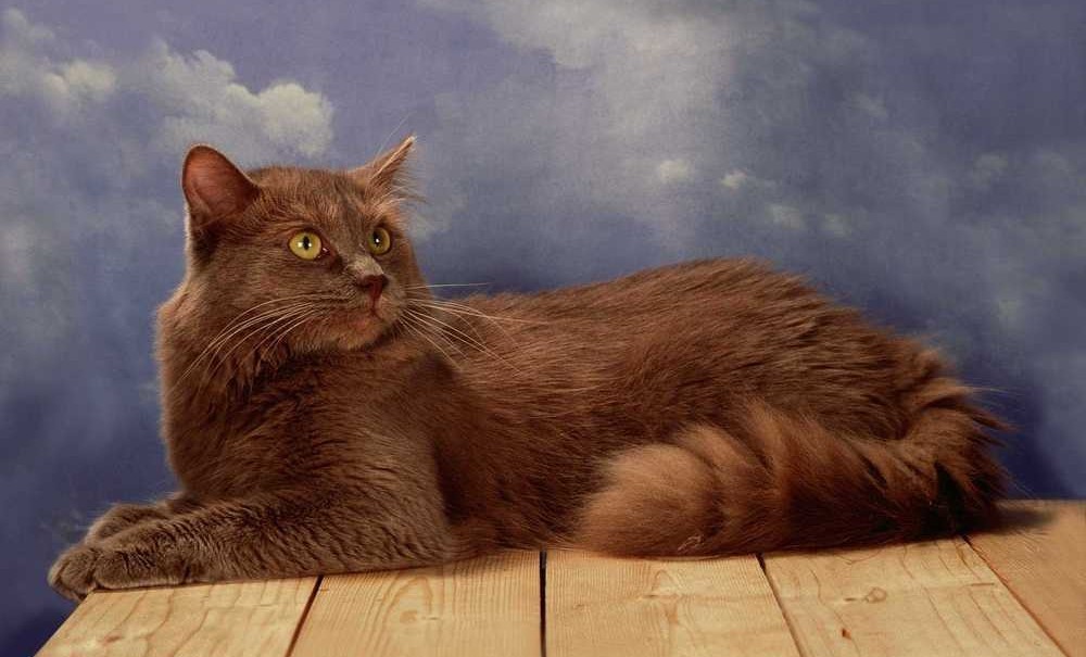 Gato de raza Chantilly-Tiffany