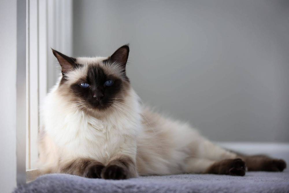 Gata de raza balinesa