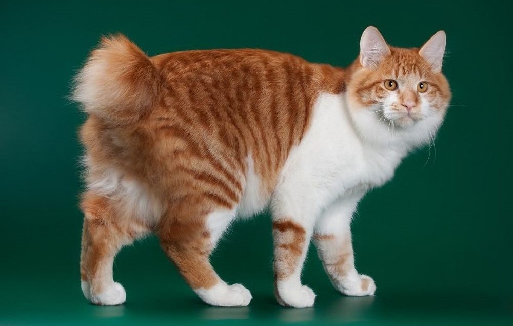 Japanese bobtail